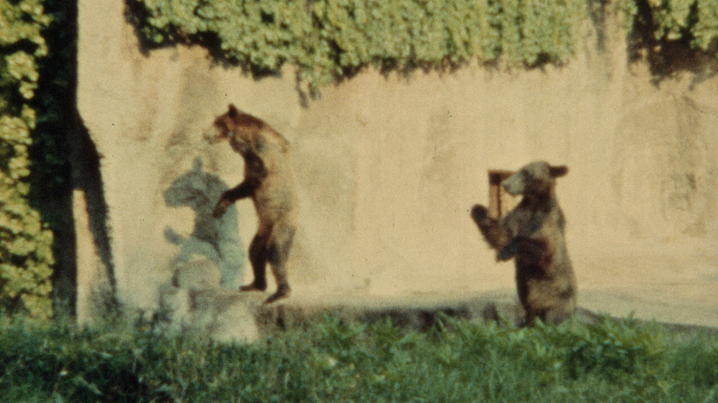 We Are Animals