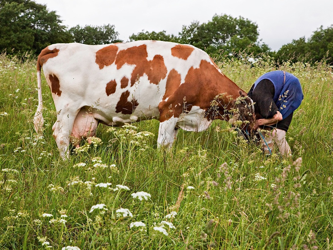 Women with Cows